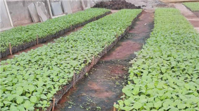 明吉農產(chǎn)品配送,重慶農產(chǎn)品配送,重慶土雞,重慶土鴨,重慶農家樂,蔬菜配送,重慶蔬菜配送,重慶食品配送,食品配送公司,重慶肉禽.重慶配送公司.重慶富民農場